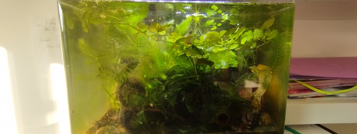 aquarium Bac 6 - Spécifique Taiwan bee Blue Bolt - 35