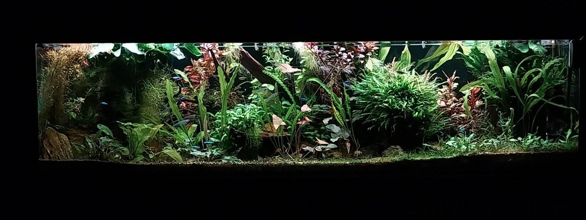 aquarium Amazonien hollandais
