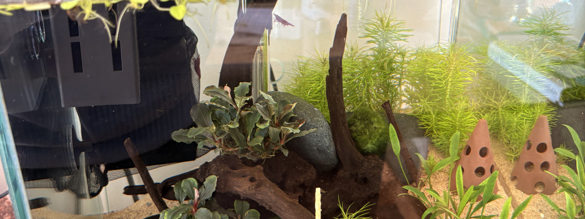 aquarium ShrimpLand