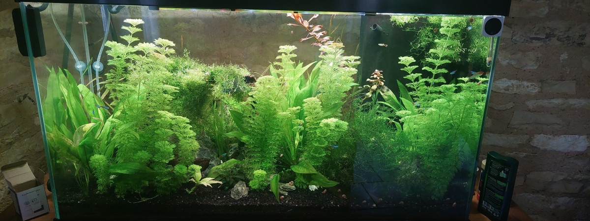 aquarium Communautaire 250l
