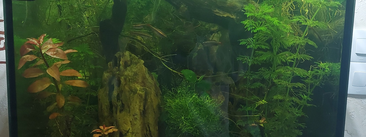 aquarium Bac Tanichthys Albonubes