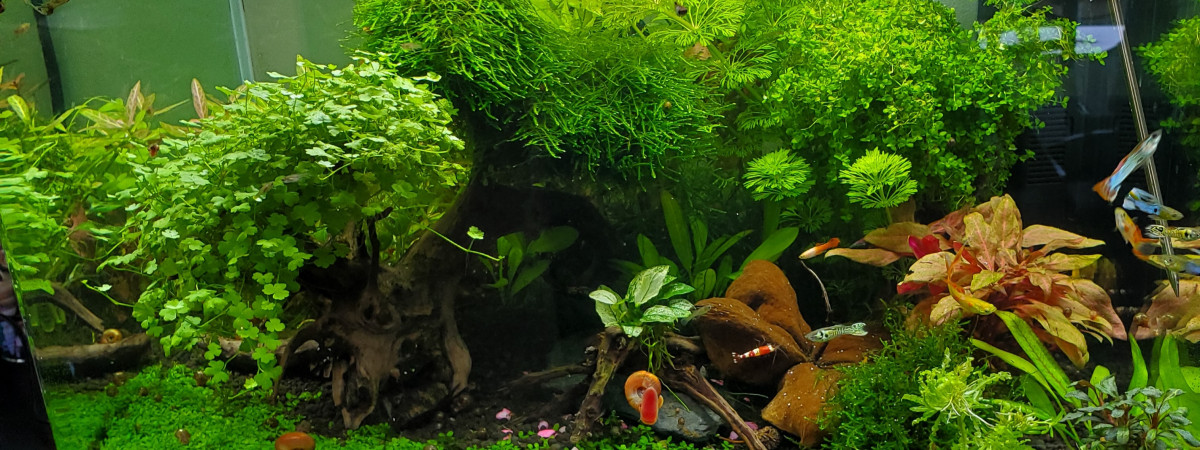 aquarium Aquarium communautaire 60