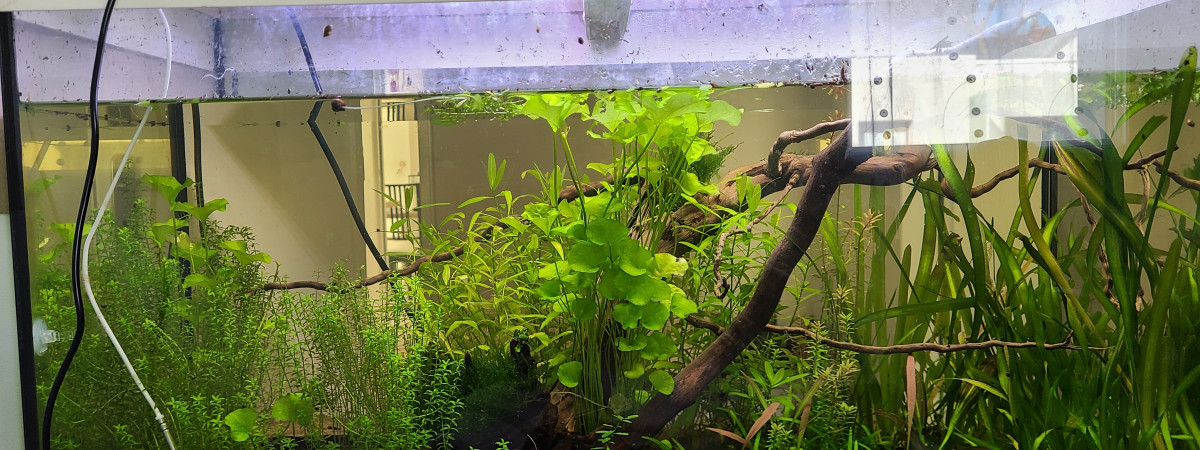 aquarium Walstad 100L