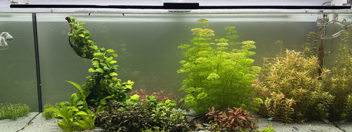 aquarium Communautaire 300L