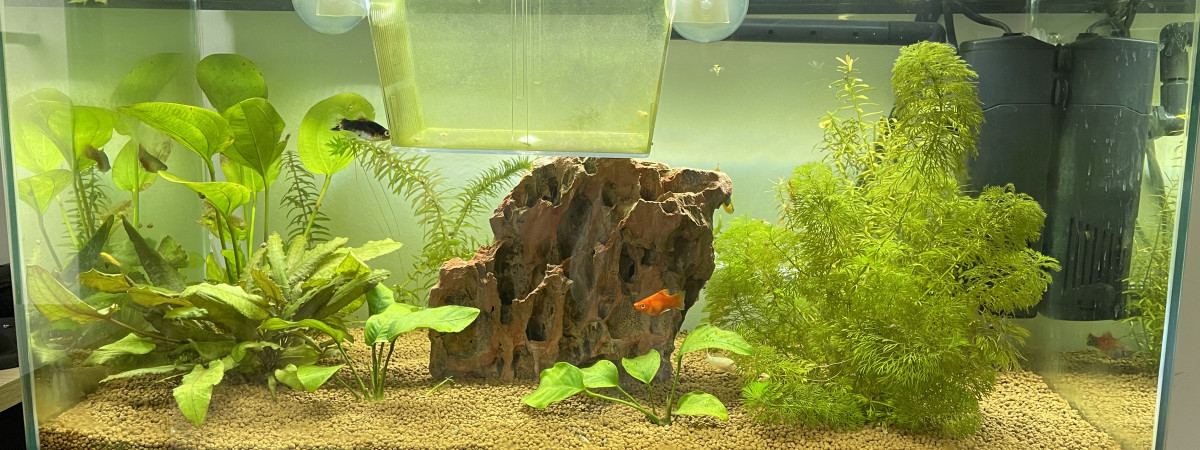 aquarium 60l