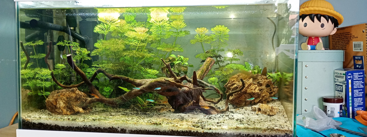 aquarium Aquarium 1
