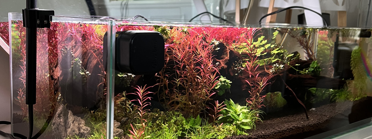 aquarium Red Shallow