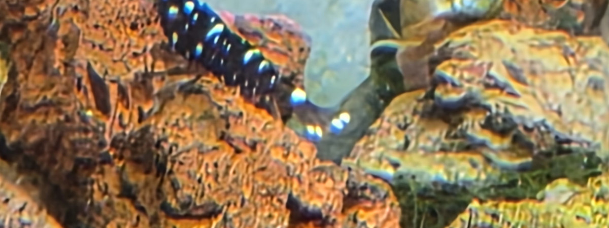 aquarium Sulawesi