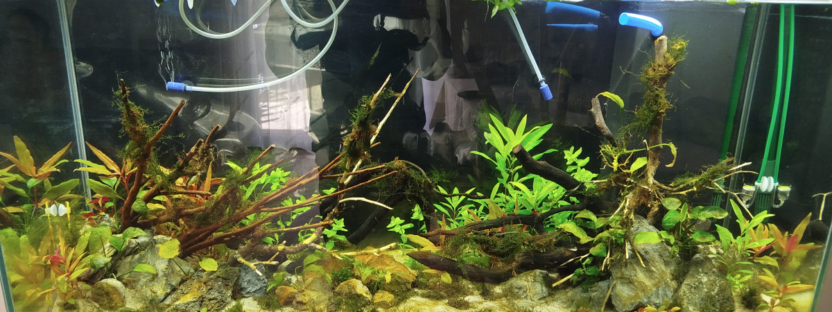 aquarium Aquasie