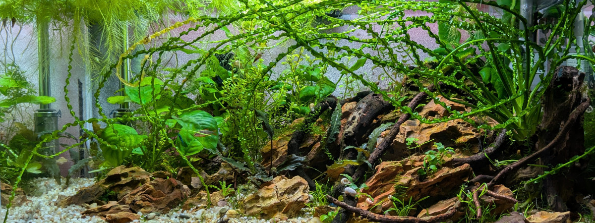 aquarium 60 cm