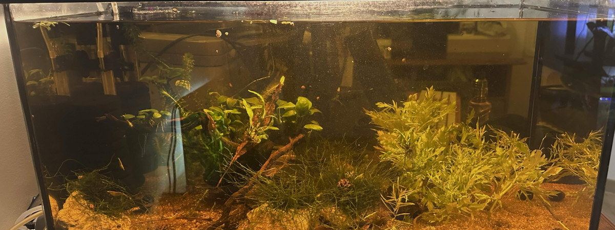 aquarium Black water