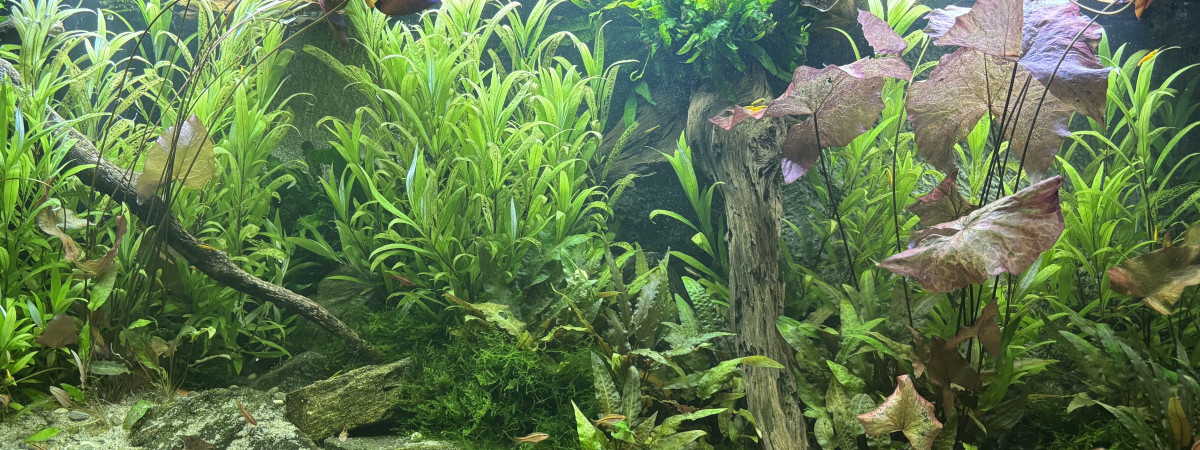 aquarium Aquarium communautaire eau douce