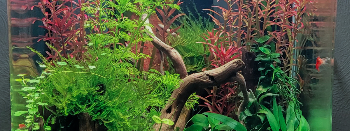 aquarium Nano 20L