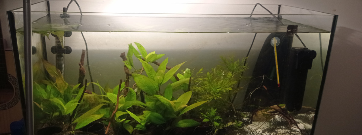 aquarium Bac gouramis miel Corydoras Néocaridina davidi
