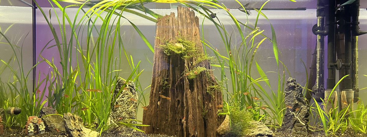 aquarium 120L