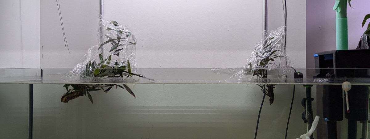 aquarium Shallow100