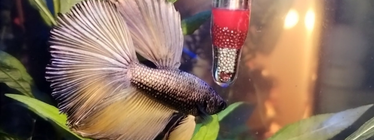 aquarium Androméde
