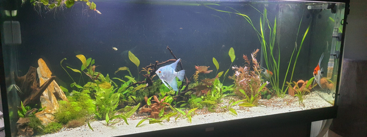 aquarium Biza