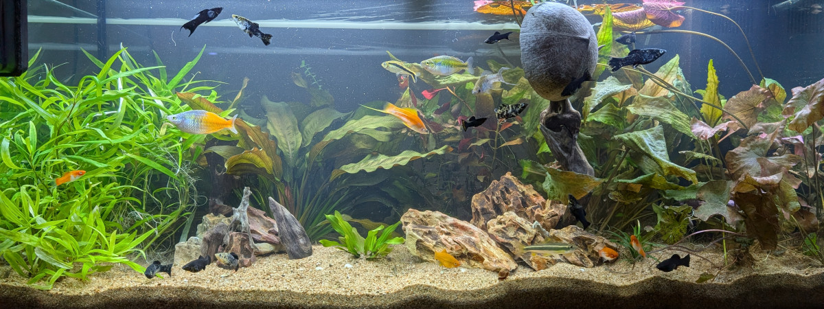 aquarium JUWEL RIO 180 LED