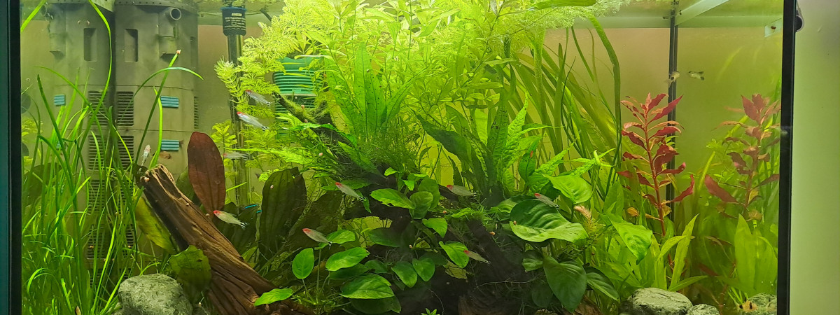 aquarium Bac amérique du sud