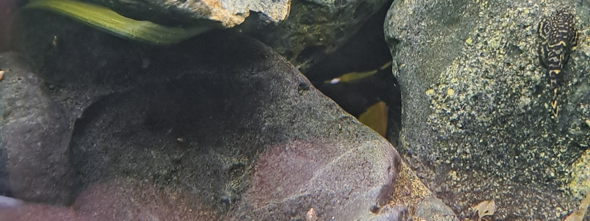 aquarium Bac sewellia en cours transfert vers plus grand