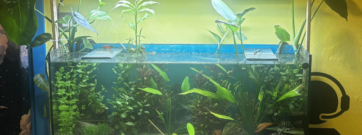 aquarium aquarium de crevettes