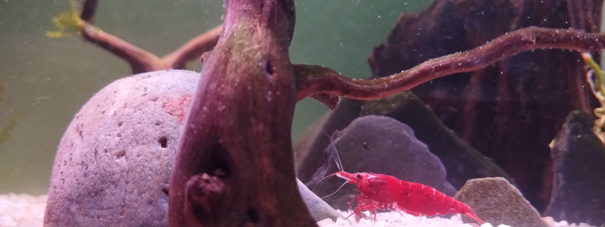 aquarium Aquarium Crevettes Davidi