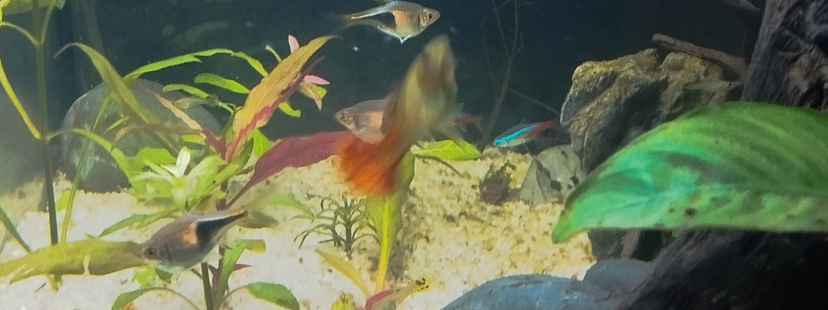 aquarium Communautaire