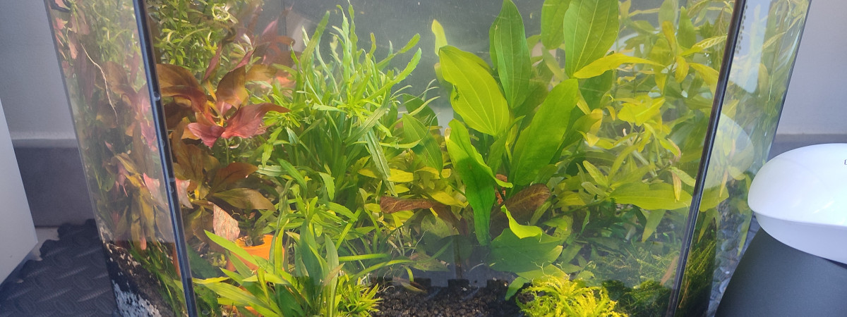 aquarium 30 litres Crevettes