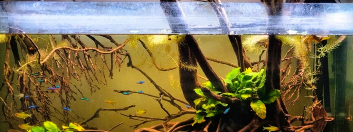 aquarium Biotope Amazonien