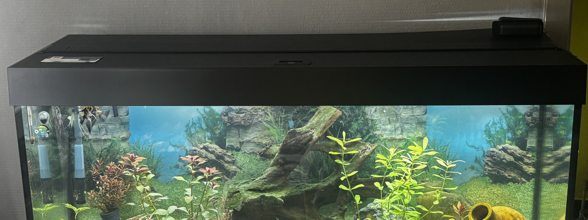 aquarium aquarium de scalaire
