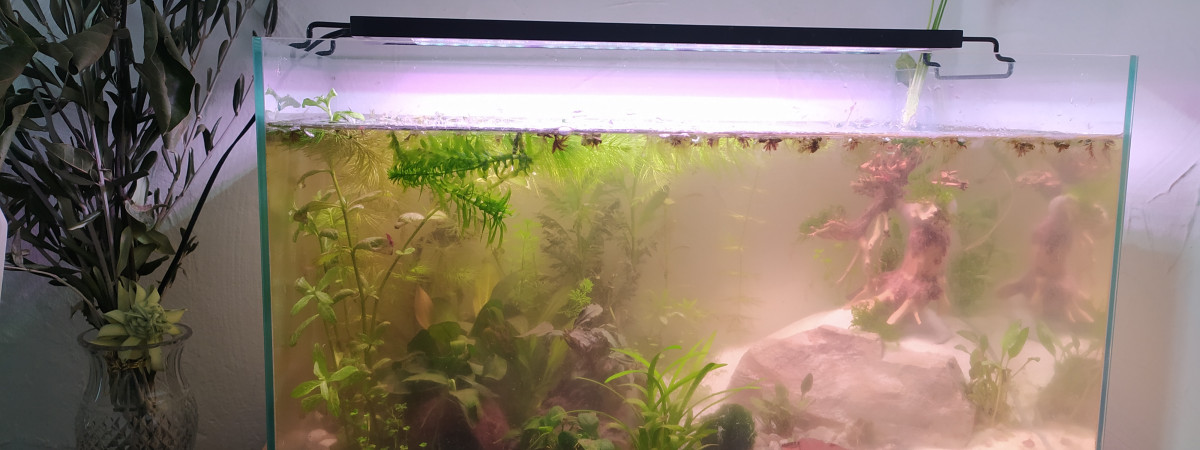aquarium Aquarium low-tech 45L