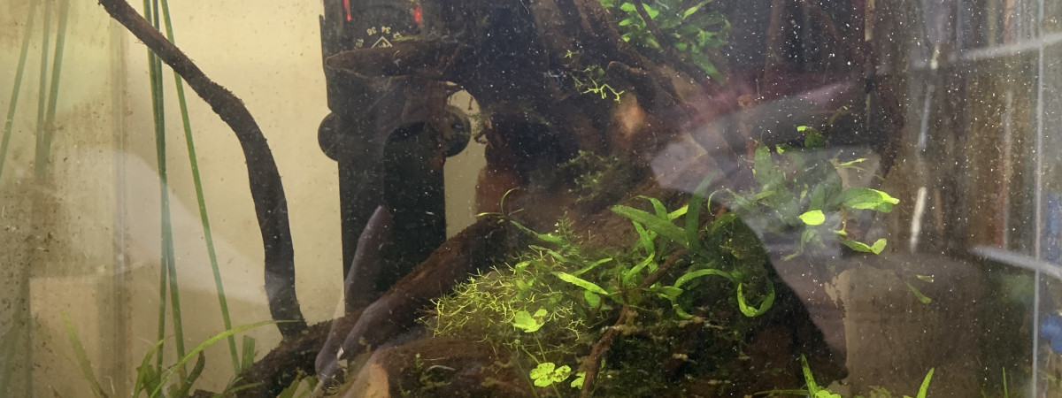 aquarium Bettas sauvages
