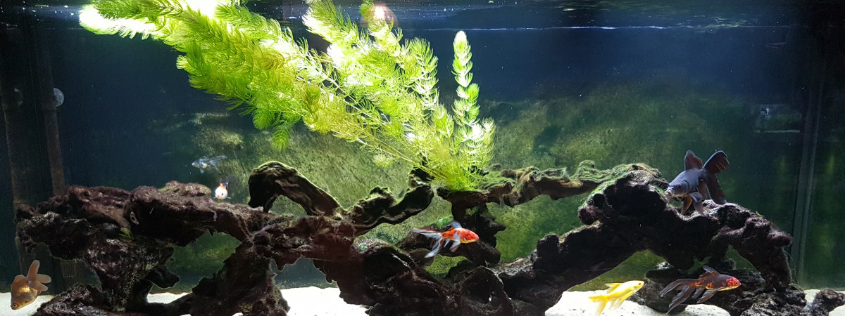aquarium BAC450