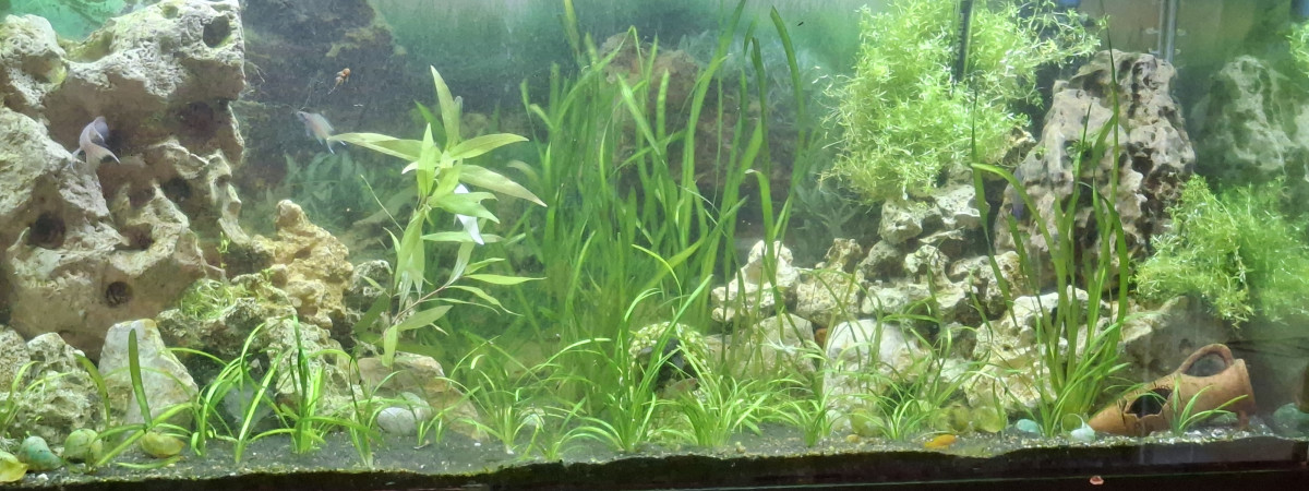 aquarium Aquarium tanga