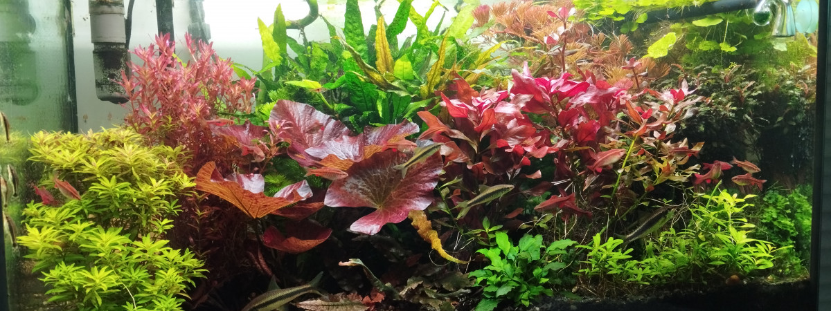 aquarium Bac 1 - Communautaire hollandais - 180