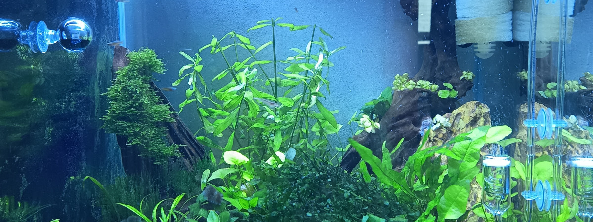 aquarium 90L