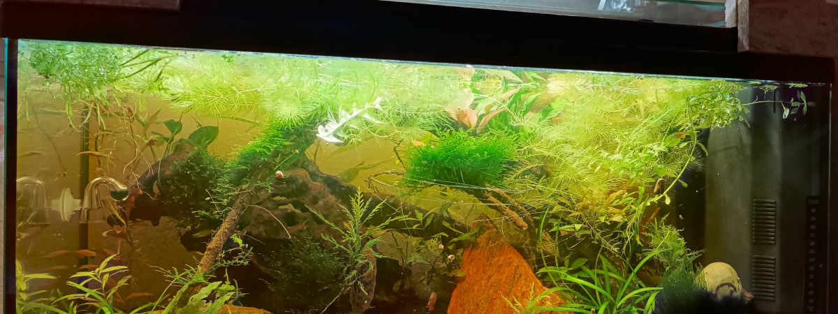aquarium La petite jungle