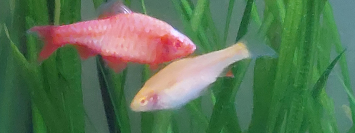 aquarium Barbus cerise