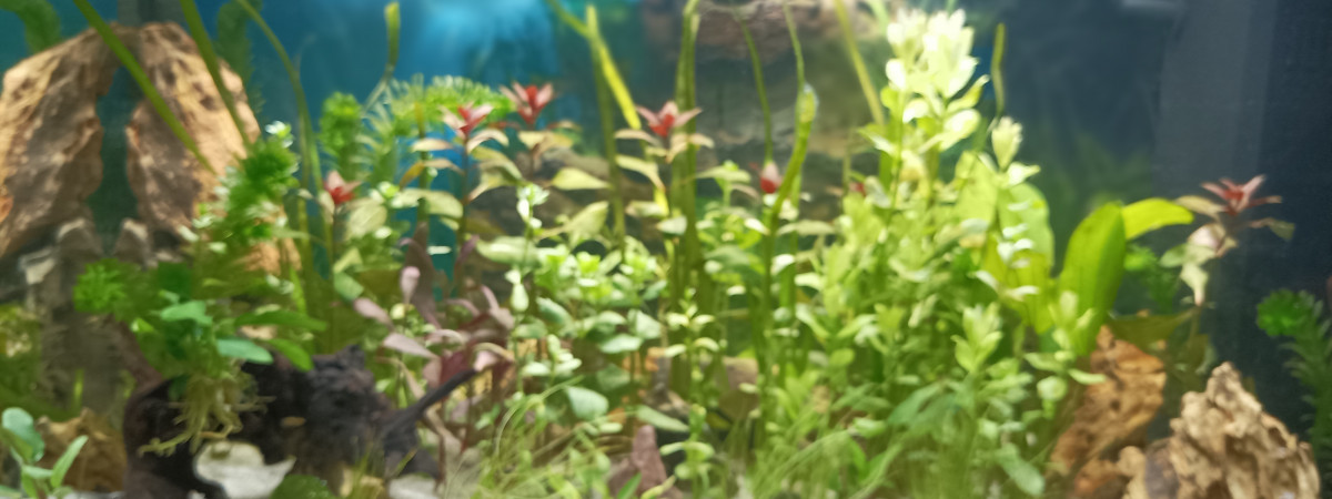aquarium lionlev31