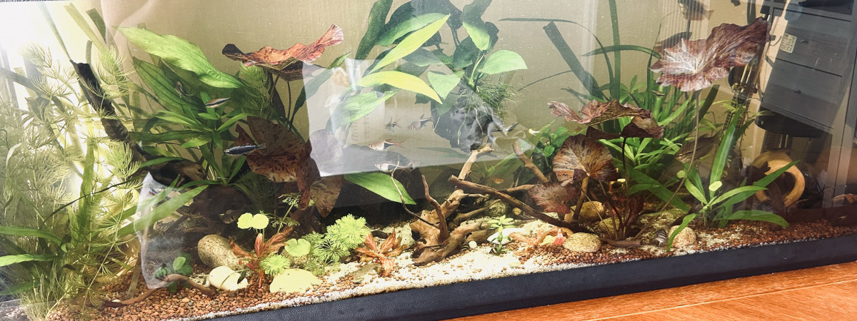 aquarium Aqua communautaire