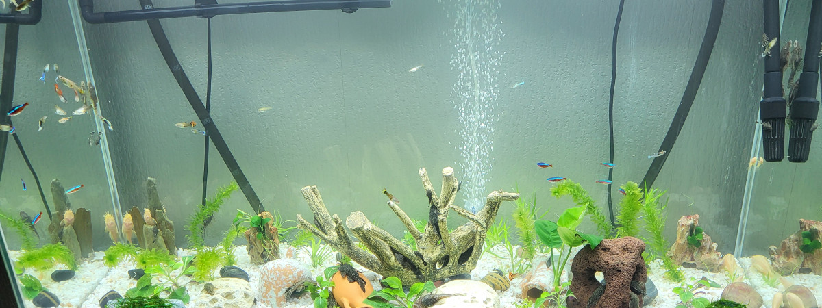 aquarium La vie est douce