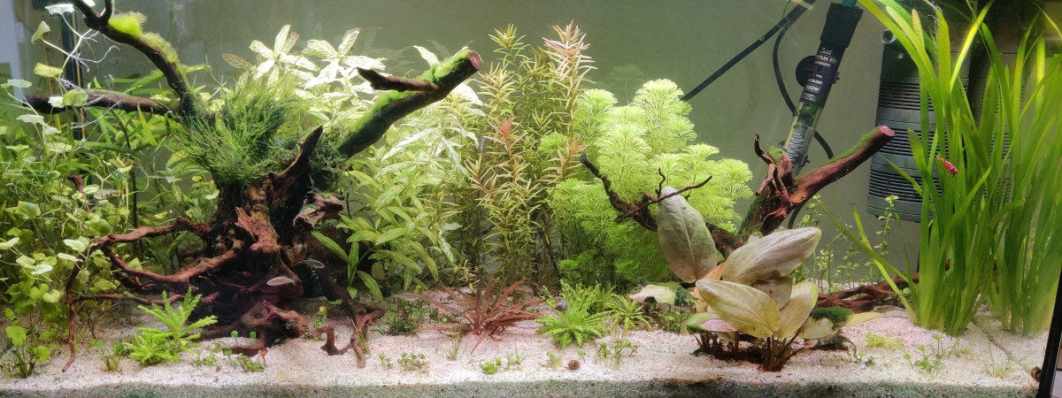 aquarium Aquarium 1
