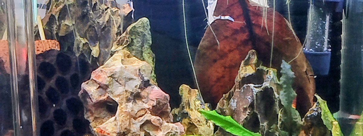 aquarium Aquarium 30L