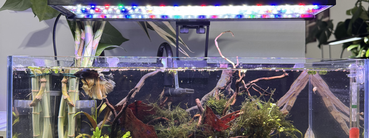 aquarium Aqua Japan Rimless Ultra Clear Shallow 45 Aquarium