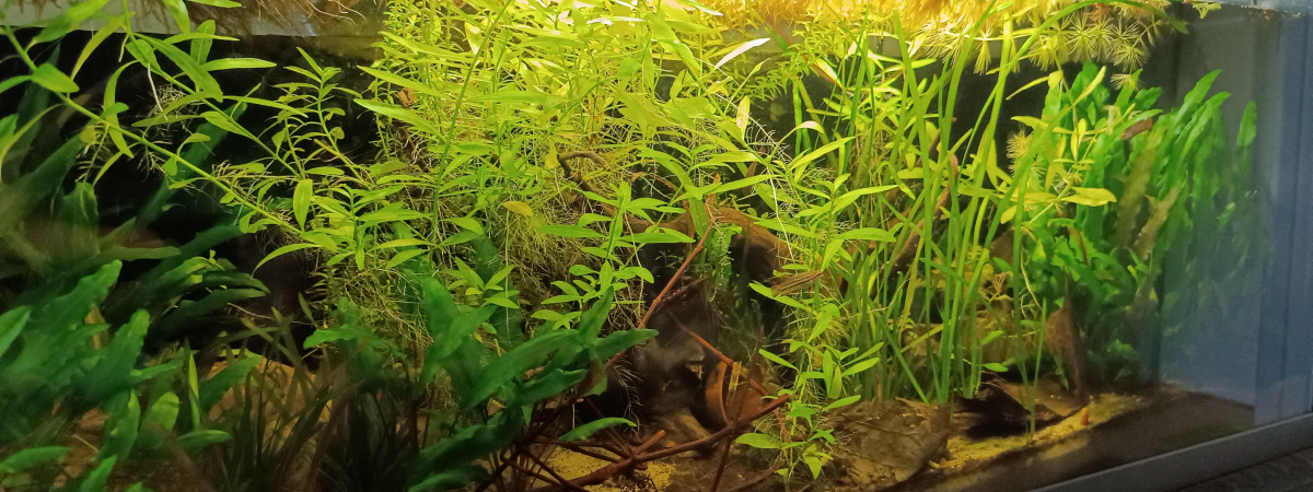 aquarium Bettas home