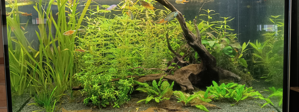 aquarium INCPIRIA 330