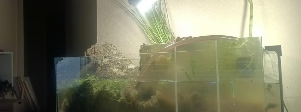 aquarium Rivière russe