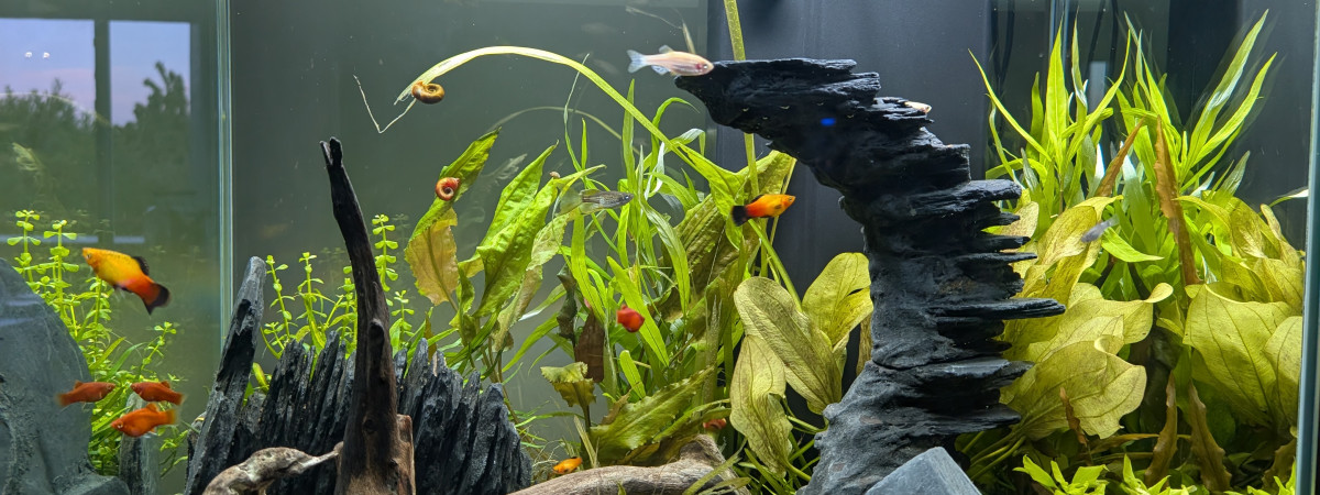 aquarium CIANO EMOTION PRO 60
