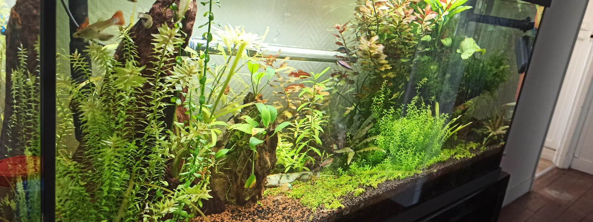aquarium 200L